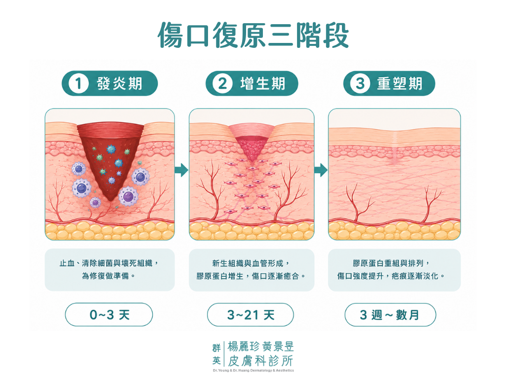 傷口復原過程